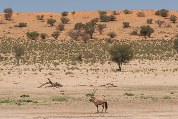 Gemsbok - Oryx gazella - going on desert with red sand of red dunes in background. Photo from...