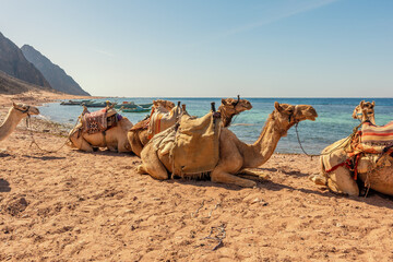Camels on the shore of the Red Sea in the Gulf of Aqaba. Dahab, Egypt.