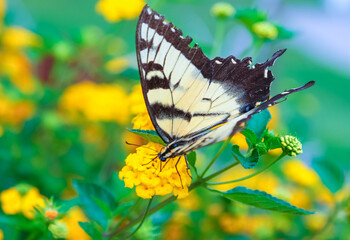 Papilio glaucus, the eastern tiger swallowtail, butterfly drinks nectar on yellow flowers
