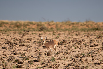 steenbok, steinbuck or steinbok - Raphicerus campestris on red sand under blue sky. Photo Kgalagadi Transfrontier Park in South Africa.