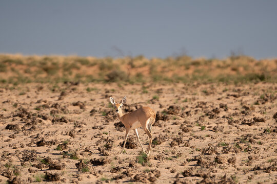 steenbok, steinbuck or steinbok - Raphicerus campestris on red sand under blue sky. Photo Kgalagadi Transfrontier Park in South Africa.