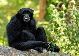 Siamang Gibbon (Symphalangus syndactylus) in Southeast Asia