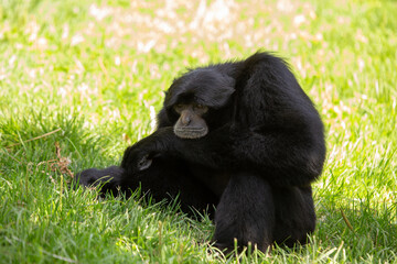 Siamang Gibbon (Symphalangus syndactylus) in Southeast Asia