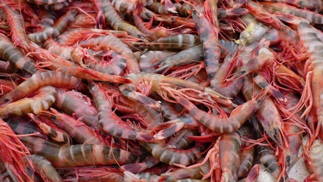 Stacked fresh tiger prawns are also known as bagda prawns in Asia. Close up view of red tiger shrimps in bamboo basket.