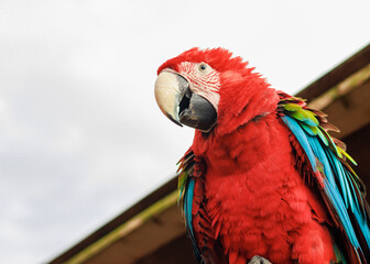 Close-Up Portrait of a Beautiful Red Macaw Parrot Against Sky