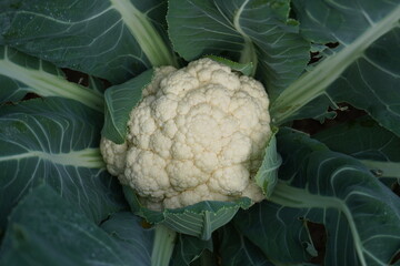 Close-up of a head of fresh cauliflower