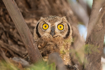 Portrait of Spotted eagle-owl, African spotted eagle-owl, African eagle-owl  - Bubo africanus  perched between brown branches. Photo from Kgalagadi Transfrontier Park in South Africa.
