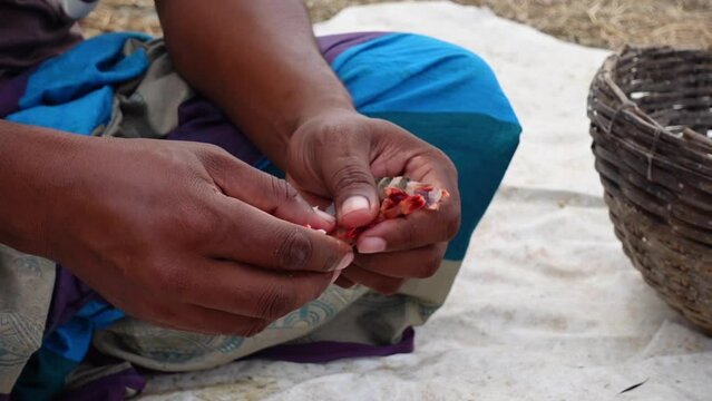 An employee is de-heading and de-shelling red prawns at Dublar Char, Sundarbans, Khulna District.