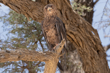 Bateleur - Terathopius ecaudatus juvenile perched with branches in background. Photo from Kgalagadi Transfrontier Park in South Africa. Endangered species.