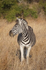 zebras zèbres safari afrique