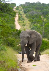 Elephant road block