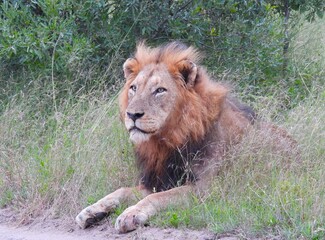 King of the Jungle - the Majestic Male Lion 
