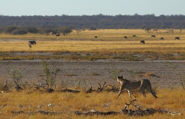 Naklejka na ściany i meble Cheetah hunting in Etosha National Park
