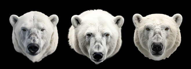 A portrait of a polar bear on black background. Largest extant species of bear and land carnivore.