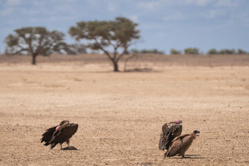 Lappet-faced vultures, Nubian vultures - Torgos tracheliotos in heat of Kalahari desert with tree in background. Photo from Kgalagadi Transfrontier Park in Kgalagadi Transfrontier Park.	