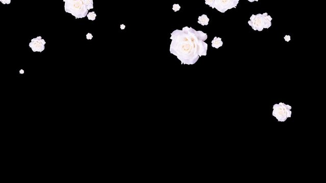 Falling white rose petals. Natural isolated animated flowers. Rose blossoms. Overlay. 25fps