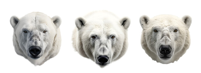 A portrait of a polar bear on transparent background. largest extant species of bear and land carnivore.