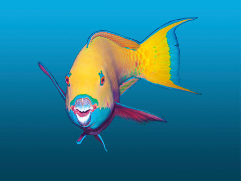 Bunter Buckelkopf Papageifisch, freigestellt vor blauem Hintergrund mit Verlauf. Erstellt aus einer Unterwasserfotografie, Tauchgang im Korallenriff im Roten Meer in &Auml;gypten.