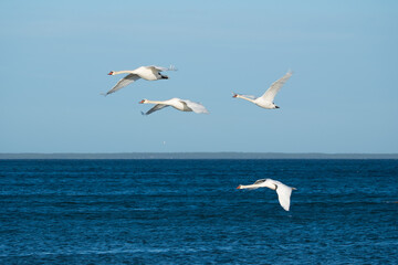 birds in flight