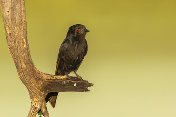 Fork-tailed drongo, common drongo, African drongo - Dicrurus adsimilis perched with light green background. Photo from Kgalagadi Transfrontier Park in South Africa.