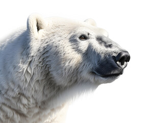 A portrait of a polar bear. largest extant species of bear and land carnivore.