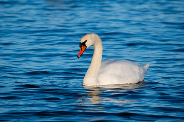swan in the water