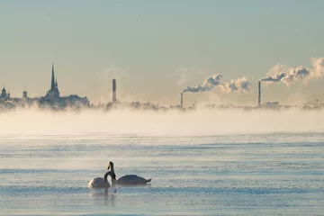 Foto op Aluminium Mute swans in frosty water © Roman H.