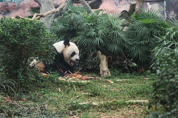 Panda Bear Resting in Lush Green Forest