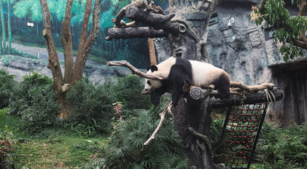 Panda Bear Sitting in Tree at Macao Zoo