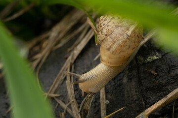 brown snail on a stone in the grass