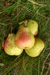 ripe pears on green grass