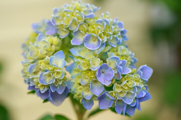 Beautiful blue hydrangea flowers