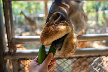 The girl's hand was giving food to the giraffe in the zoo.