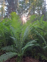 Цветы, лето, день, зеленый, лист 