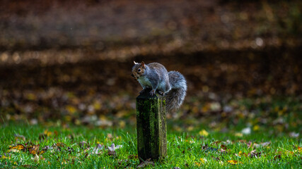 A squirrel perches atop a post, clutching an acorn in its teeth, embodying the playful essence of nature's harvest amidst the urban landscape