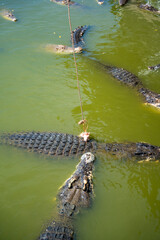 Crocodile feeding or fishing in Crocodile farm in Pattaya, Thailand