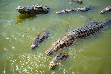 Crocodile feeding or fishing in Crocodile farm in Pattaya, Thailand