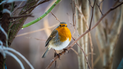 A European Robin graces a branch, its presence harmonizing with the morning chorus, a poetic tableau of nature's awakening