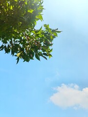 green leaves against blue sky