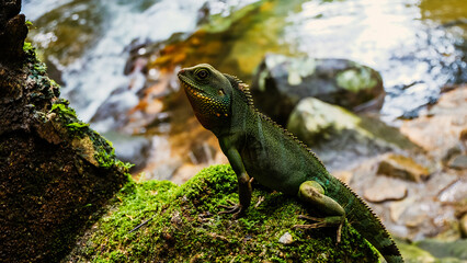 The green Chameleon Forest Dragon, Gonocephalus chamaeleontinus. Thai chameleon on a floor.