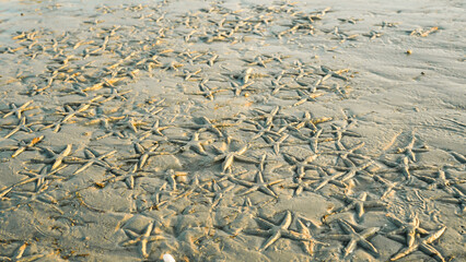 Many starfish on the beach texture background at Koh Mook island, Thailand.