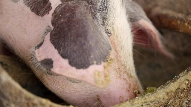 Slow motion close up of Juvenile domestic pig drinking and feeding with dirty snout 