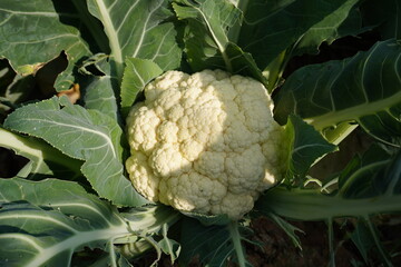Close-up of a  fresh cauliflower