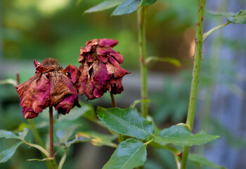 Two rose flowers are dried by the hot summer sun against a background of yellowing foliage. Close-up.