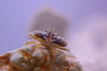 Closeup front view of Stone Crab on coral in sea water