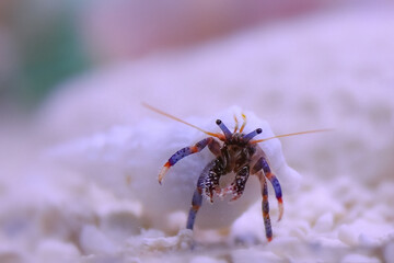 Orange and blue legged hermit crab on white reef underwater photo