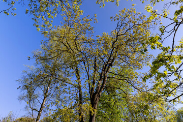 green foliage on a maple tree in spring bloom