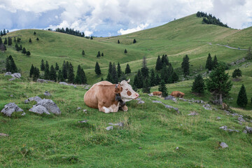 Cow lies on a mountain meadow / Cow lies on a mountain meadow in the European Alps. - 727171260
