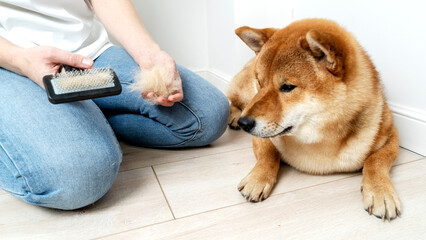 grooming and combing the hair of Shiba Inu