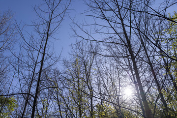deciduous trees in the forest in the spring season